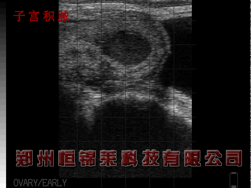 牛用B超机检测母牛子宫积脓
