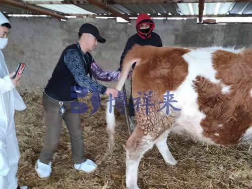高清牛用B超机内蒙古培训