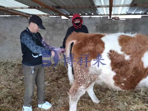 技术老师到内蒙古培训牛用B超使用方法