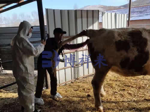 便携式牛用B超机厂家培训使用方法