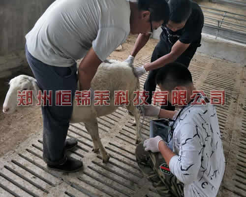 便携式羊用B超仪观察母羊卵巢