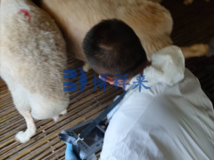 焦作沁阳羊场羊用B超bxl-v20培训案例