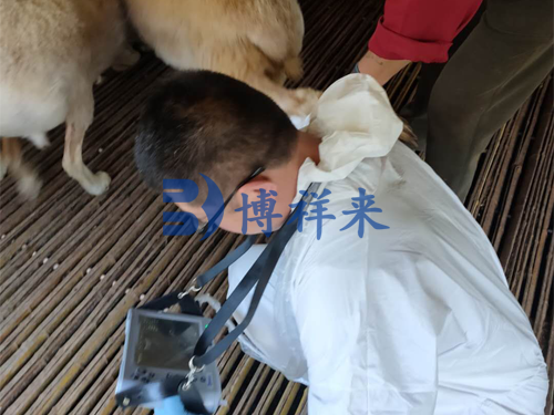羊用B超仪体外检测培训案例