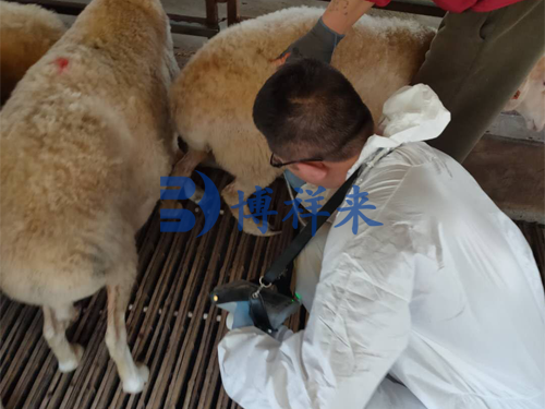 大屏羊用B超仪培训案例焦作沁阳培训