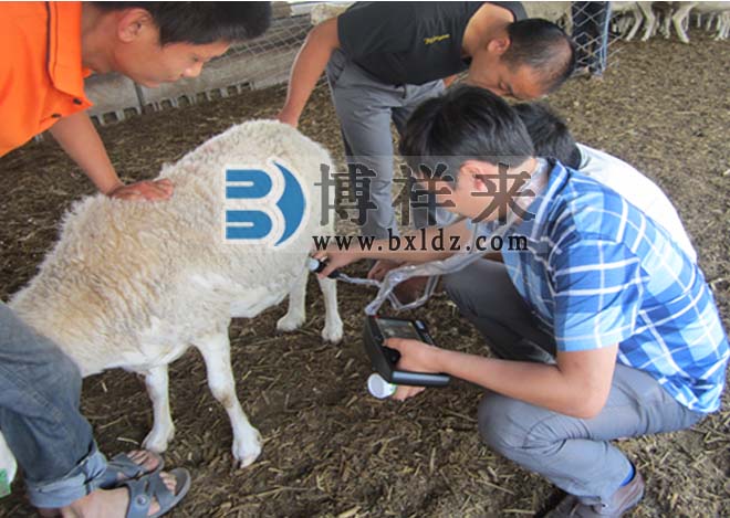 羊用B超仪对羊的几种饲养方式