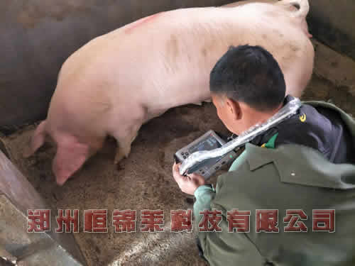 兽用B超对猪肉肉质的检测
