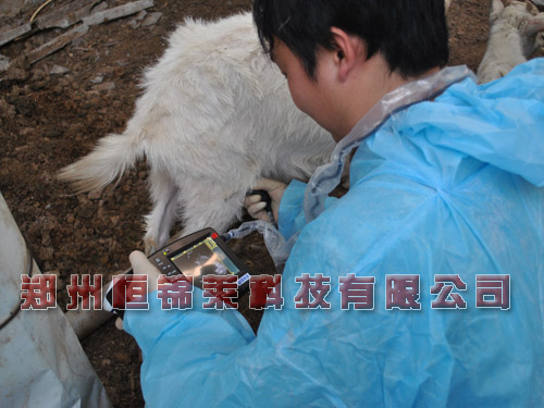便携式羊用B超仪检测怀孕母羊