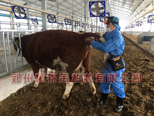 进口牛用B超机对种公牛的检测