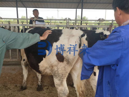 技术老师培训使用牛用B超机奶牛早孕检测方法
