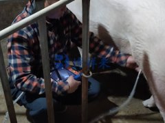 厂家去四川培训兽医，猪用B超仪BXL-V50的使用