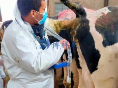 21年3月份河北承德奶牛场培训兽用B超机BXL-V50