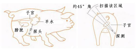 猪用B超机探测示意图