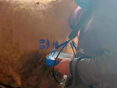 小型牛用B超测孕仪培训