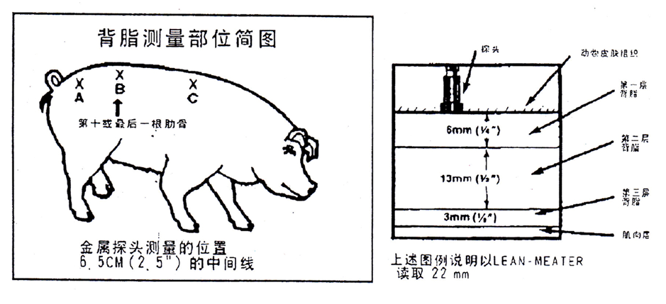 测母猪背膘位置