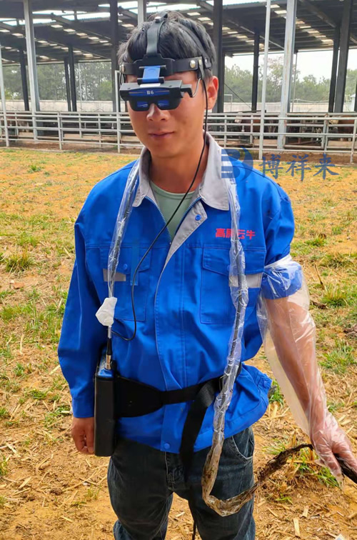 兽用B超机测肉牛