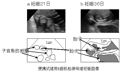 便携式猪用B超机检测母猪妊娠图像