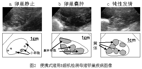 便携式猪用B超机检测母猪卵巢疾病