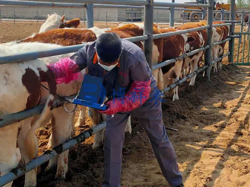 兽用B超仪扫描准则