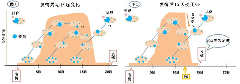 母牛发情期卵巢变化