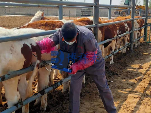 牛用B超机检测母牛