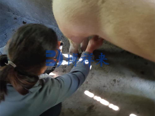 兽用B超仪检测母猪