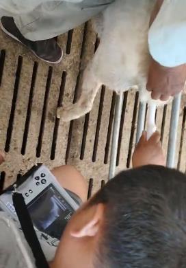 羊用B超仪直肠检测母羊妊娠