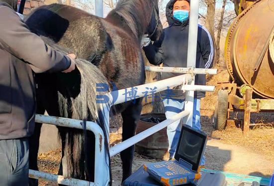 高清兽用B超仪对母马进行妊娠检测