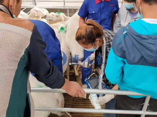 高清羊用多胎B超测孕仪