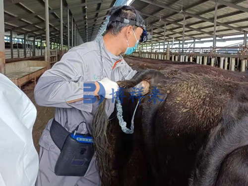 兽用B超机在养殖场检测母牛妊娠