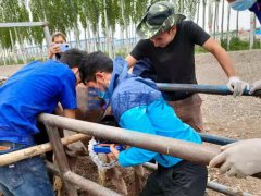 新疆牛场培训母牛B超机如何使用