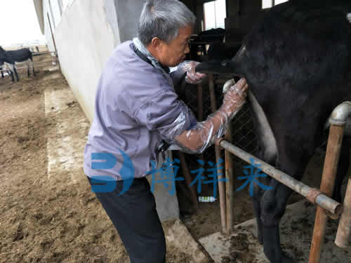 驴用B超检测母驴的妊娠