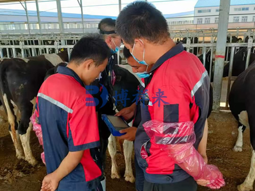 便携式牛用B超机BXL-V60使用方法