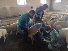 内蒙兴安盟羊养殖合作社培训羊用B超机BXL-V50