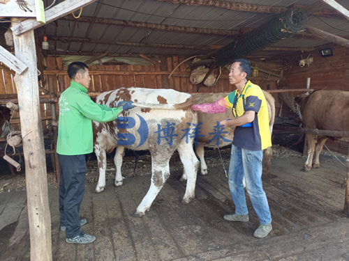 小型牛用B超测孕仪培训
