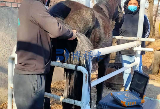 高清马用B超测孕仪