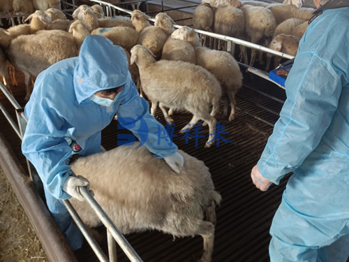 羊用B超仪检测山羊妊娠