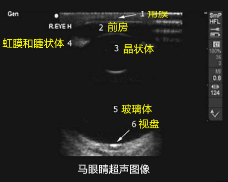 马眼睛超声图像