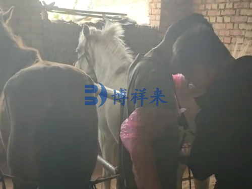 给马做超声检测