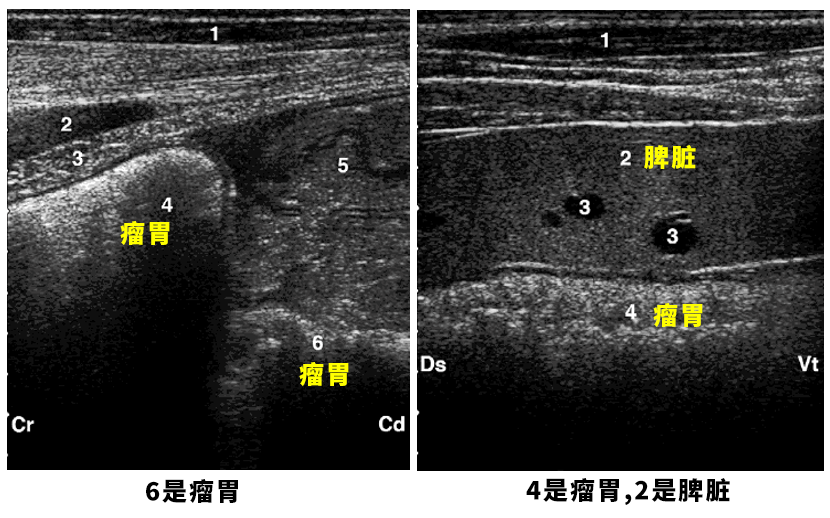 牛用B超机测牛瘤胃