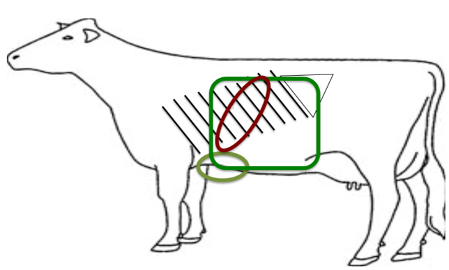 牛用B超机检测牛左侧