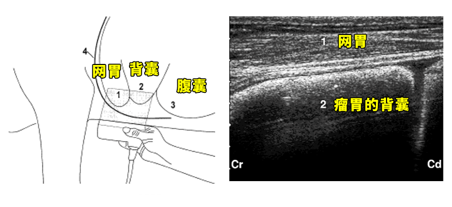牛用B超机腹部检测瘤胃