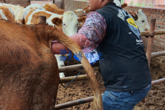 内蒙赤峰牛用B超机超声技术培训