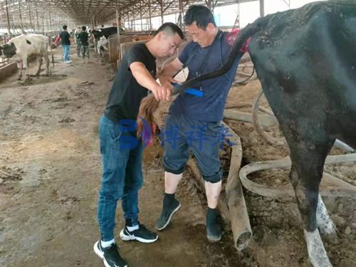 牛用B超机使用前的准备工作