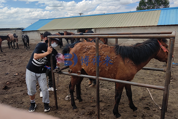 马用B超机检测马妊娠过程