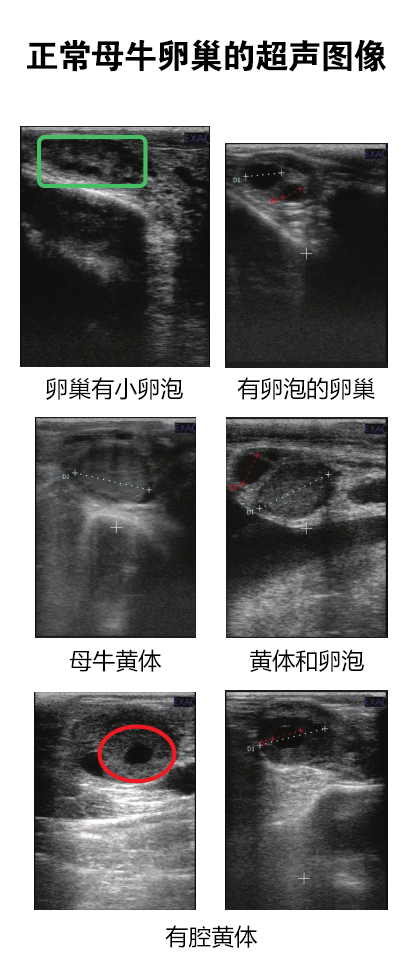 牛用B超机对母牛卵巢正常超声图像