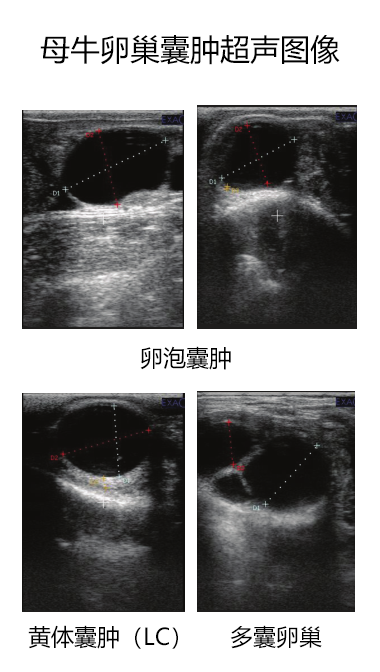 母牛卵巢囊肿的超声图像