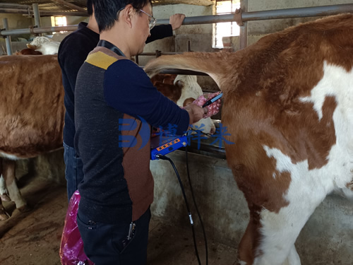 兽用B超机对母牛卵巢囊肿的超声检测