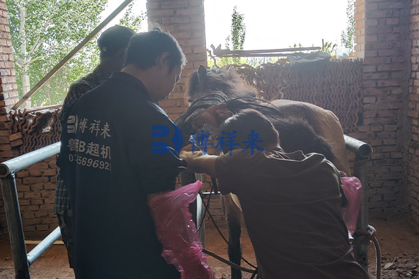 马用B超机测马是否怀孕