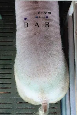 猪用B超检测活猪背膘眼肌位置