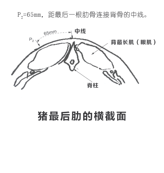 活猪肉质的检测